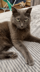 Grey cat goes about its day in an Ekibastuz home
