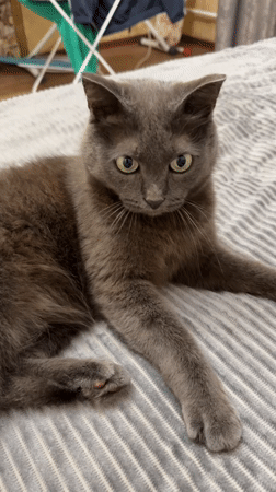 Grey cat goes about its day in an Ekibastuz home