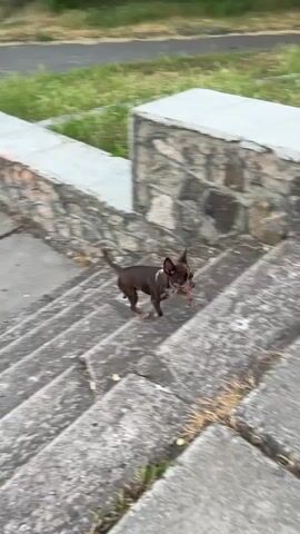 This is a short video clip featuring a small, dark-colored dog, possibly a Chihuahua or a similar breed, as it navigates an outdoor environment. The dog is the primary subject, and its movements are the focus of the action.

The scene appears to be a paved area with concrete slabs, likely a sidewalk or pathway, adjacent to a grassy area with some dry vegetation and a concrete wall or raised edge. In the background, a blurry scene shows a few trees and a road where two people are riding a motorcycle. The lighting suggests it is daytime, possibly late afternoon or early evening, with soft, natural light. The weather seems pleasant, as the dog is outdoors and active.

The dog is shown running, stopping, and investigating the ground. In one sequence, it stands on its hind legs, appearing to look over the concrete edge or toward the activity in the background. Its tail is curved, indicating alertness or mild excitement. The dog's ears are large and pointed, characteristic of its breed.

There are no visible text overlays or captions in the video. The overall impression is of a playful or curious dog exploring its surroundings in a quiet, possibly semi-urban or suburban, outdoor setting. The location context of Voznesensk, Ukraine, places this scene in Eastern Europe.
