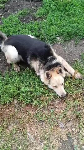 A dog with black and tan fur lies on the ground. The dog is chained to something not visible in the frame. The dog then stands up and walks away. The dog is in an outdoor area with dirt and grass.