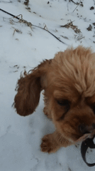 Person pets dog in snowy Russian village scene