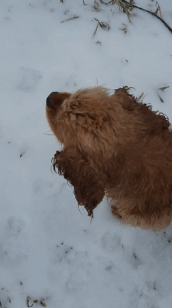 Person pets dog in snowy Russian village scene