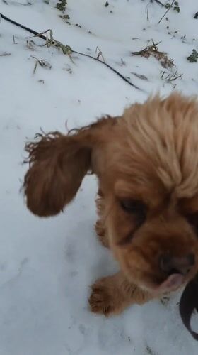 Person pets dog in snowy Russian village scene