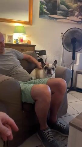 A man wearing a grey t-shirt and light green shorts sits in a brown armchair with a French bulldog on his lap. The dog is white with brown markings and wears a light brown harness. The man's left hand is resting on the dog's back. In the background, there is a wooden dresser with a lamp and pictures on it, a painting on the wall depicting a waterfall and rocks, and a black oscillating fan. The lighting is warm and appears to be from a lamp. The scene is indoors, possibly a living room.