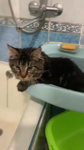 A tabby cat with large, expressive eyes is perched on the edge of a light blue sink in a bathroom. The cat's fur is dark brown and black with distinct tabby markings. The sink is situated above a white bathtub, and a silver drain is visible in the bathtub's floor. Behind the sink, a white faucet with a silver handle is mounted on a wall tiled with blue and white patterned tiles. A small bar of soap rests on a ledge above the sink. The cat appears to be looking down at the bathtub, and water is trickling from the faucet into the sink and then into the tub, suggesting a bath is in progress or has just finished. The cat's paws are resting on the edge of the sink.