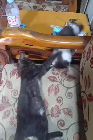 The video shows two cats playing on a couch. One cat is black and lying on its back. The other cat is grey and white and is standing on its hind legs, reaching for the black cat. The couch is upholstered in a floral pattern. There is a bottle of water on the floor next to the couch. The scene appears to be indoors.