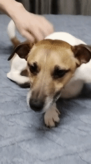 Dog rests on gray surface as hand approaches