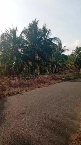 A paved road curves through a rural landscape lined with numerous coconut trees. The trees are tall and slender, with fronds creating a dense canopy overhead. The ground on either side of the road is covered in dry brush and soil. The sky is clear and bright, suggesting a sunny day. The video appears to be filmed from a moving vehicle, as evidenced by the slight blur and the changing perspective of the scenery.