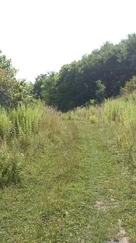 The video begins with a view of a dirt path surrounded by tall green grass and vegetation. A line of trees is visible on a slope to the right. As the video progresses, the camera pans to the right, revealing more trees and vegetation. At approximately 00:03, a bird is seen flying in the sky. The path continues forward, disappearing into the foliage. The sky is bright and overcast.