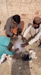 Traditional animal sacrifice ceremony documented in rural Pakistan