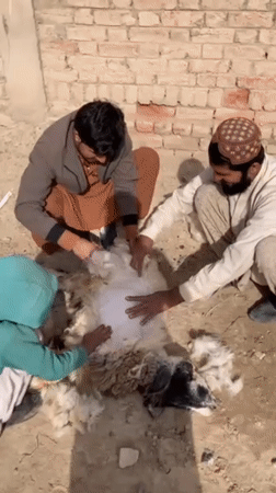 Traditional animal sacrifice ceremony documented in rural Pakistan