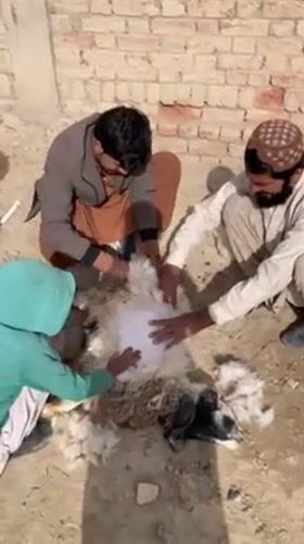 Traditional animal sacrifice ceremony documented in rural Pakistan