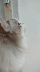 Colorpoint cat observed across multiple locations over 14 minutes