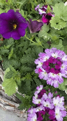 Garden flowers and local storefronts documented in Noordwijk