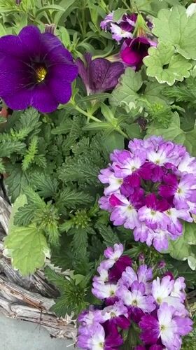 Garden flowers and local storefronts documented in Noordwijk
