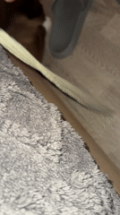 Brown cat spotted on wooden floor in Marcoussis home