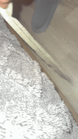 Brown cat spotted on wooden floor in Marcoussis home