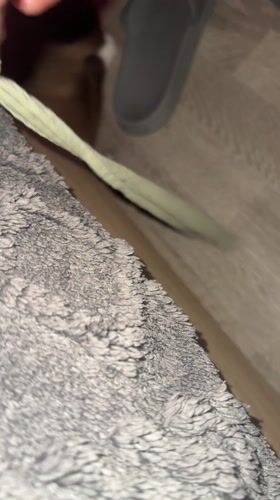 Brown cat spotted on wooden floor in Marcoussis home