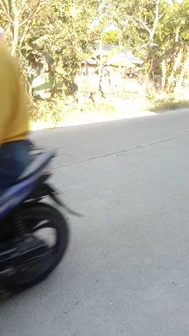 The video shows a street scene with several motorcycles. The camera is mounted low and angled upwards, possibly from a moving vehicle. In the foreground, a red motorcycle is visible, parked or stopped. The road is paved with a visible crack running down the center. On the left side of the road, there are trees, vegetation, and what appear to be simple structures or houses with thatched roofs. On the right side of the road, the pavement continues.

As the video progresses, multiple motorcycles and riders are seen moving along the road. The first motorcycle to appear is dark-colored, with a rider wearing a yellow shirt and a helmet. It is followed by another motorcycle with two riders, the front one wearing a light-colored shirt and a hat, and the rear rider wearing a dark shirt and a helmet. Then, a white motorcycle with a rider wearing a white helmet and a brown shirt comes into view. Further down the road, there are more motorcycles and riders, including one with a red helmet and another in yellow.

Towards the end of the clip, the camera appears to be alongside a parked motorcycle with its kickstand down. A person is partially visible behind this motorcycle, and another person in a light purple top is looking towards the camera. In the background, more trees and vegetation are visible, along with some power lines. The overall impression is of a casual scene, possibly in a rural or suburban area, with people on motorcycles. The lighting suggests it is daytime, with clear weather. The orientation of the video is unusual, with the ground appearing vertical.
