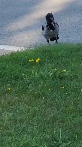 A crow is on a grassy area next to a paved surface. The crow is facing away from the viewer and then turns its head to face the viewer. It then lowers its head to the grass, possibly pecking at something. There are small yellow flowers scattered in the grass. Some litter is visible in the grass, including a crumpled piece of blue and white paper and what appears to be a piece of food. The paved surface has a white line visible on it. The lighting suggests it is daytime.