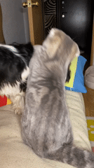 Kitten and spaniel puppy play together on couch in Votkinsk