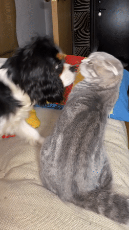 Kitten and spaniel puppy play together on couch in Votkinsk