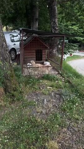 This media file depicts an outdoor scene, likely in Mekića Kula, Montenegro. The central subject is a wooden dog house enclosed within a metal wire cage. The dog house appears weathered, with a dark opening for entry. Inside the cage, a light-colored dog with long fur is visible, lying down. The dog has a white bandage or covering on its head. The cage itself is surrounded by a grassy area with some scattered rocks and small white flowers. In the background, trees with lush green foliage are prominent, suggesting a natural or semi-rural setting. To the left of the cage, a portion of a silver car is visible. The lighting suggests it is daytime, with no specific indications of the time of day or weather conditions, other than the greenery indicating it's not winter. There is no visible text within the media file. The overall impression is a quiet, outdoor environment with a focus on the dog in its enclosure.