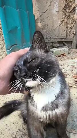 A person's hand gently pets a black and white cat outdoors. The cat is sitting and appears to be enjoying the petting, closing its eyes and nudging its head into the hand. The environment is a dirt or gravel area with some dry leaves scattered around. In the background, there is a teal corrugated metal sheet and a weathered concrete wall. The lighting suggests it is daytime.