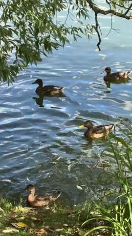 The video shows a body of water, likely a pond or lake, with several ducks swimming in it. The water is rippled and reflects the sunlight. Green foliage from trees hangs over the water from the top left of the frame. In the foreground, on the bank, are more ducks, grass, and fallen leaves. One duck is standing on the bank, while others are in the water. The overall impression is of a peaceful natural scene.