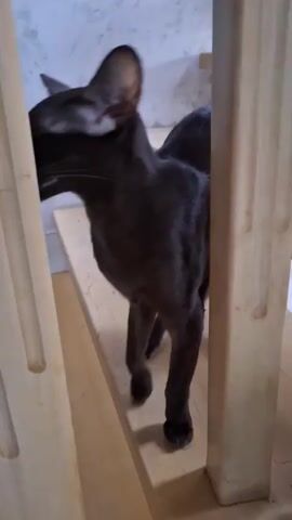 A black cat with large ears walks down a wooden staircase. The cat is seen from the side and back, then its face is visible as it turns towards the camera. The staircase has light-colored wooden steps and railings. The background is out of focus but appears to be an indoor setting with a wall.