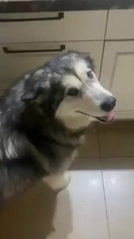 The video shows a large dog, likely a Husky or Malamute mix, standing in a kitchen. The dog has gray, black, and white fur and is panting slightly with its tongue visible. The dog is positioned in front of kitchen cabinets with dark handles. The floor is tiled.