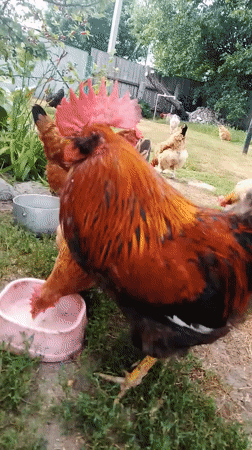 Backyard chickens and garden lilies on a Ukrainian summer afternoon