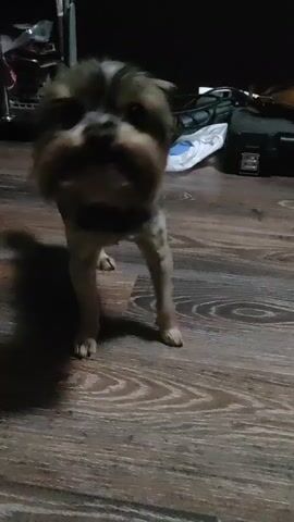 A small dog is standing on its hind legs and appears to be shaking its head. The dog has tan and black fur. The dog is in a room with wooden flooring. In the background, there are shelves with various items on them, including bags and boxes. The lighting is dim.