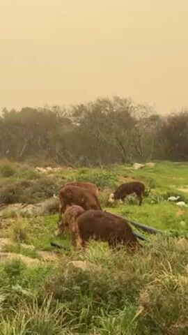 The video shows a small herd of brown cows grazing on a grassy field under an orange sky. There are trees and some other vegetation in the background. Further in the background, a vehicle and buildings are visible through the haze. The cows are spread out across the field, some clustered together as they eat. There appears to be some light precipitation falling.
