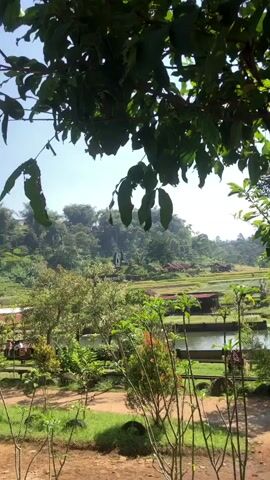 The video captures a lush green landscape from a slightly elevated perspective. In the foreground, the leaves of several trees partially obscure the view, creating a natural frame. The scene transitions to a middle ground with a dirt path winding through patches of grass and various small trees and bushes. Beyond this, a body of water, possibly a pond or lake, is visible to the right, with some wooden structures along its edge. Further in the distance, terraced fields, characteristic of rice paddies, ascend a gentle slope. The background is dominated by a dense forest covering rolling hills, under a clear blue sky. A few small buildings with red roofs are scattered amongst the trees and fields. The overall impression is one of a serene rural or agricultural setting, bathed in natural daylight. There are no people or animals clearly visible in the frame. The camera appears to be stationary.