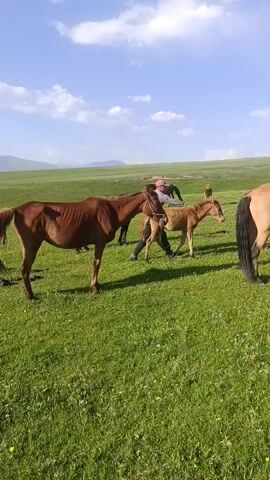 A video captures a pastoral scene of horses in a grassy field under a cloudy sky. In the foreground, a light brown horse stands facing left. To its right, a man in a red hat is interacting with a small, light-colored horse. Behind this pair, two more horses stand, one dark brown and the other lighter brown. Further in the background, other horses and a person are visible, suggesting a herd and handlers. The environment appears to be a wide-open, green landscape with rolling hills in the distance.