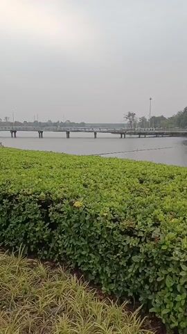 The video shows a serene lake surrounded by lush greenery. In the foreground, there is a dense hedge of vibrant green bushes, with some dry leaves scattered at their base. Behind the hedge, the calm surface of the lake reflects the overcast sky. A narrow, long bridge crosses the lake in the mid-ground, with several lampposts visible along its length. On the far side of the lake, a line of trees forms a backdrop, with some buildings and more trees further in the distance. The overall atmosphere is peaceful and tranquil.