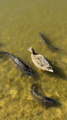 Dog watches carp swimming in Copenhagen pond on sunny day