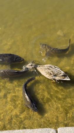 Dog watches carp swimming in Copenhagen pond on sunny day