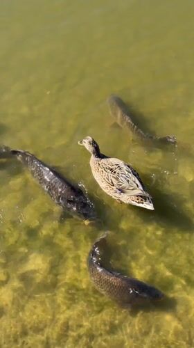 Dog watches carp swimming in Copenhagen pond on sunny day