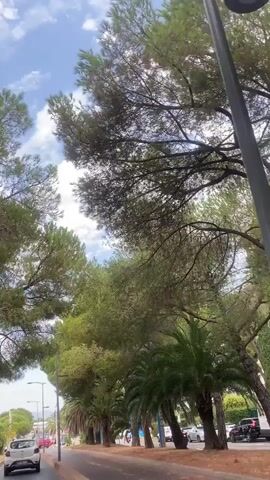 The video captures a view from a moving vehicle, looking forward and slightly upwards. Large trees, primarily pine and palm varieties, form a canopy overhead, obscuring much of the sky. The sky is blue with scattered white clouds. The road ahead is paved, with a white car visible in the distance and a cyclist in the right lane. Streetlights are positioned along the side of the road. The overall impression is a sunny day on a tree-lined road.