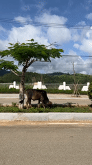 Rural roadside moments in Bo Y village, Vietnam