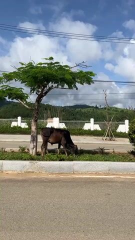 A brown cow grazes on grass by the side of a road. The cow is standing next to a tree with green leaves and a thin trunk. In the background, there is a white fence, a few trees, and rolling hills covered in green vegetation. The sky is blue with scattered white clouds. The road is paved with asphalt.