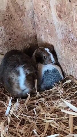 A video shows two guinea pigs nestled in a bed of straw inside a wooden enclosure. The guinea pig on the left is mostly dark brown with a white stripe down its nose and forehead. The guinea pig on the right is smaller, with brown, white, and gray patches of fur. It is nestled close to the larger guinea pig, with its head resting on the other's body. The guinea pigs appear to be resting or sleeping. The enclosure has rough-hewn wooden walls.