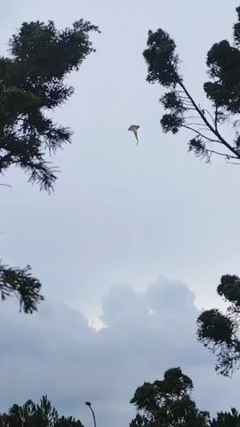The video shows a kite flying in the sky. The kite is visible between the branches of several trees. The sky is overcast with gray clouds. The camera angle is looking up at the kite. There are no people visible in the video. The kite has a colorful pattern.
