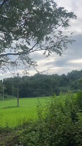 A short video clip shows a lush green landscape under a cloudy sky. In the foreground, dense foliage and trees create a natural border. To the left, a bright green rice paddy is visible, with a lone utility pole standing nearby. In the middle ground, rolling hills covered in dense green trees stretch into the distance. The sky is a mix of dark and light clouds, with the sun peeking through, casting a soft glow. The overall impression is one of a tranquil rural scene, possibly taken in the late afternoon or early morning.