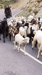 Shepherd herds goats through mountain roads in Keylang, India