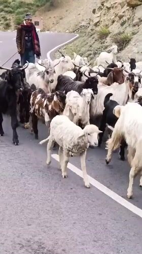Shepherd herds goats through mountain roads in Keylang, India