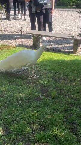 A striking white peacock is the central focus of this video, walking gracefully on a patch of bright green grass under a clear, sunny sky in Carciano, Italy. The peacock turns its head, showcasing its pristine white plumage and distinctive crest. Its long, flowing tail feathers extend behind it as it moves.

In the background, several people are visible, mostly from the waist down, standing on a gravel path. They appear to be observing the peacock, with their legs and feet in various casual footwear. Behind the people, a rustic stone bench with decorative chains is positioned. Lush green bushes are also visible, contributing to the garden-like setting. The overall scene depicts a tranquil moment with visitors admiring the beautiful albino peacock.