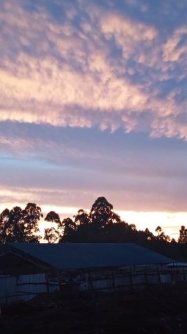 The video shows a rural landscape at dawn or dusk. The sky is filled with colorful clouds, ranging from pink and orange to blue and purple, indicating either sunrise or sunset. The silhouetted forms of trees are visible along the horizon, and a low-lying building is partially obscured by the trees. A fence runs along the ground in the foreground, separating the viewer from the building and trees. The foreground consists primarily of dark soil and vegetation. The camera shifts slightly during the video. The overall atmosphere is peaceful and serene, showcasing the beauty of the natural landscape during a transition time of day.